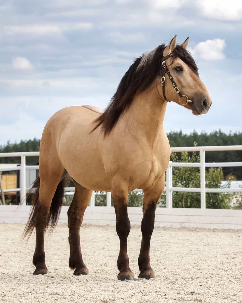 50 Shades of Bay Horses | Colors, Traits, & Fun Facts!